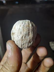 گردو