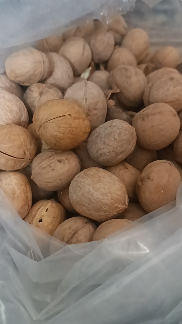 گردو مغز سفید