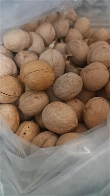 گردو