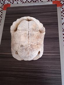 لاک