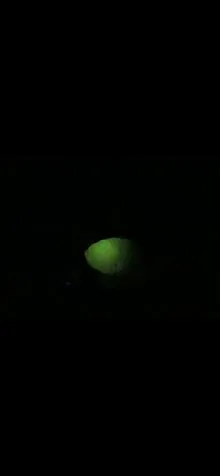 گوهر