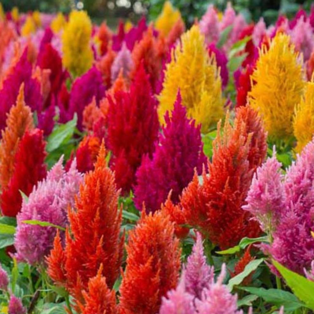 بذر تاج خروس افشان بسته 20عددی