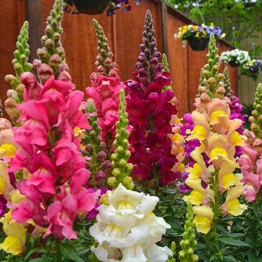 بذر گل میمون بسته 100عددی