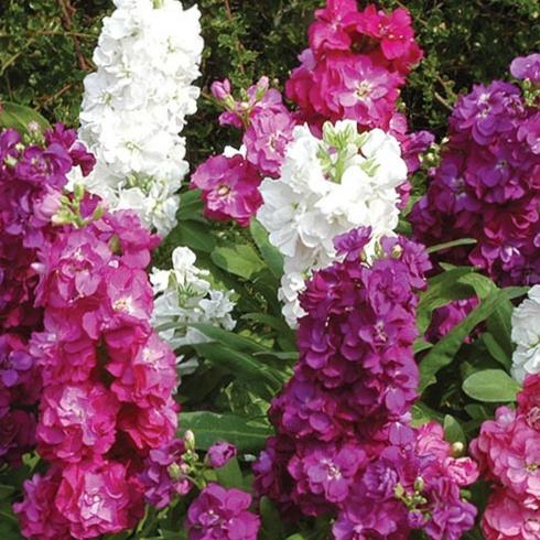 بذر شب بو هیبرید الوان بسته 30 عددی