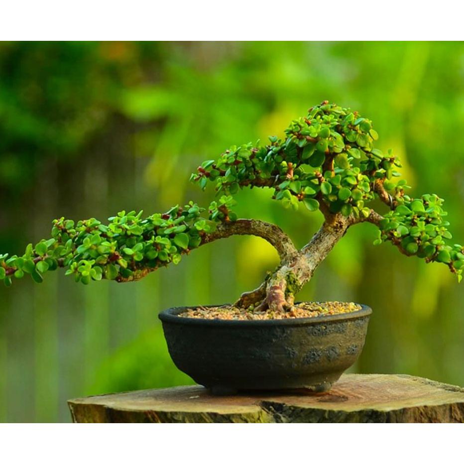 بذر برگ نو چینی بسته 10 عددی