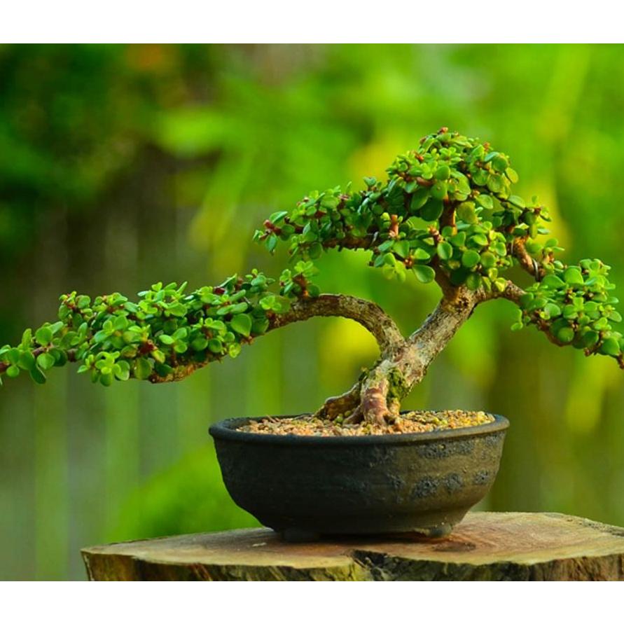 بذر برگ نو چینی بسته 100عددی