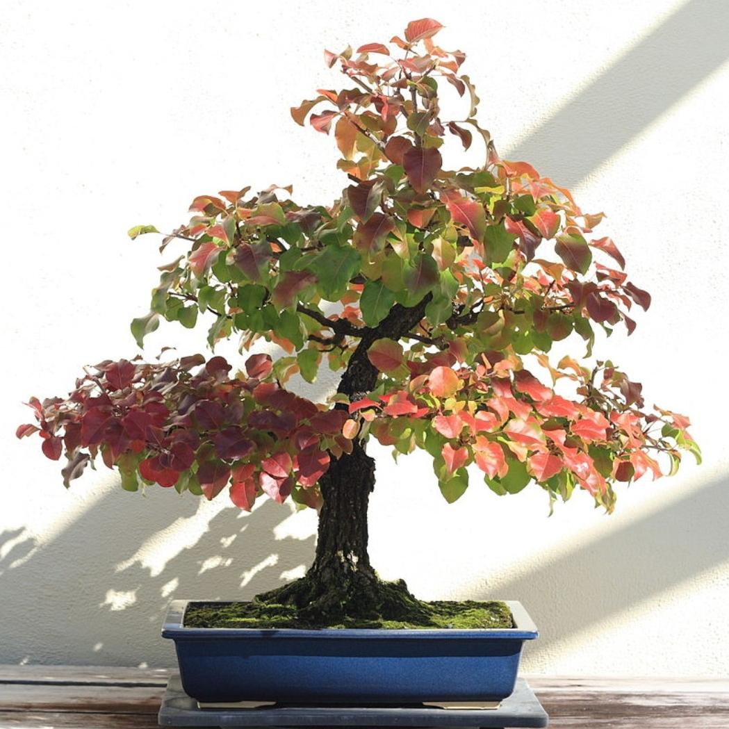 بذر درخت انجیلی (درخت آهن)