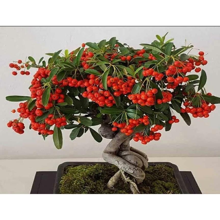 بذر پیرکانتا قرمز بسته 6 عددی