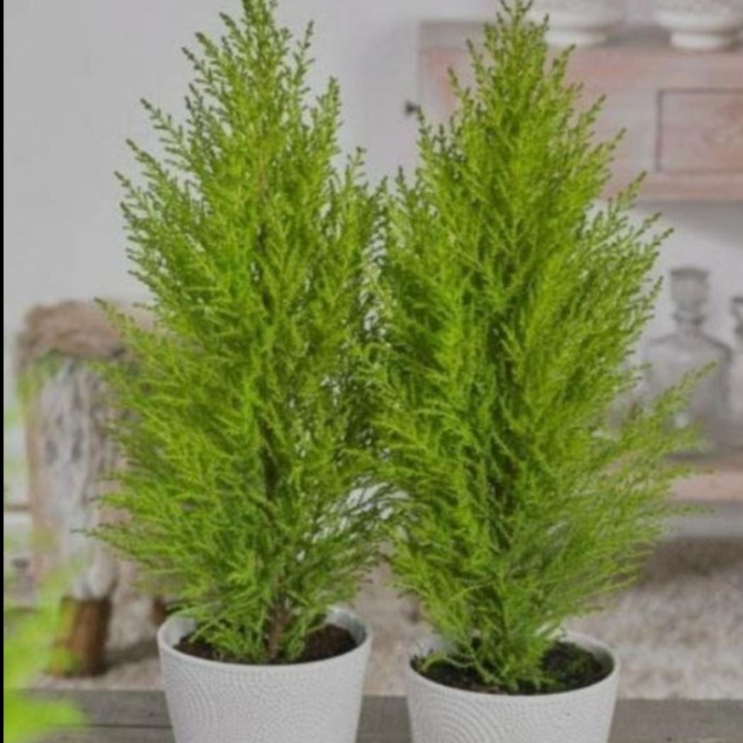 بذر سرو لاوسون بسته 3 عددی