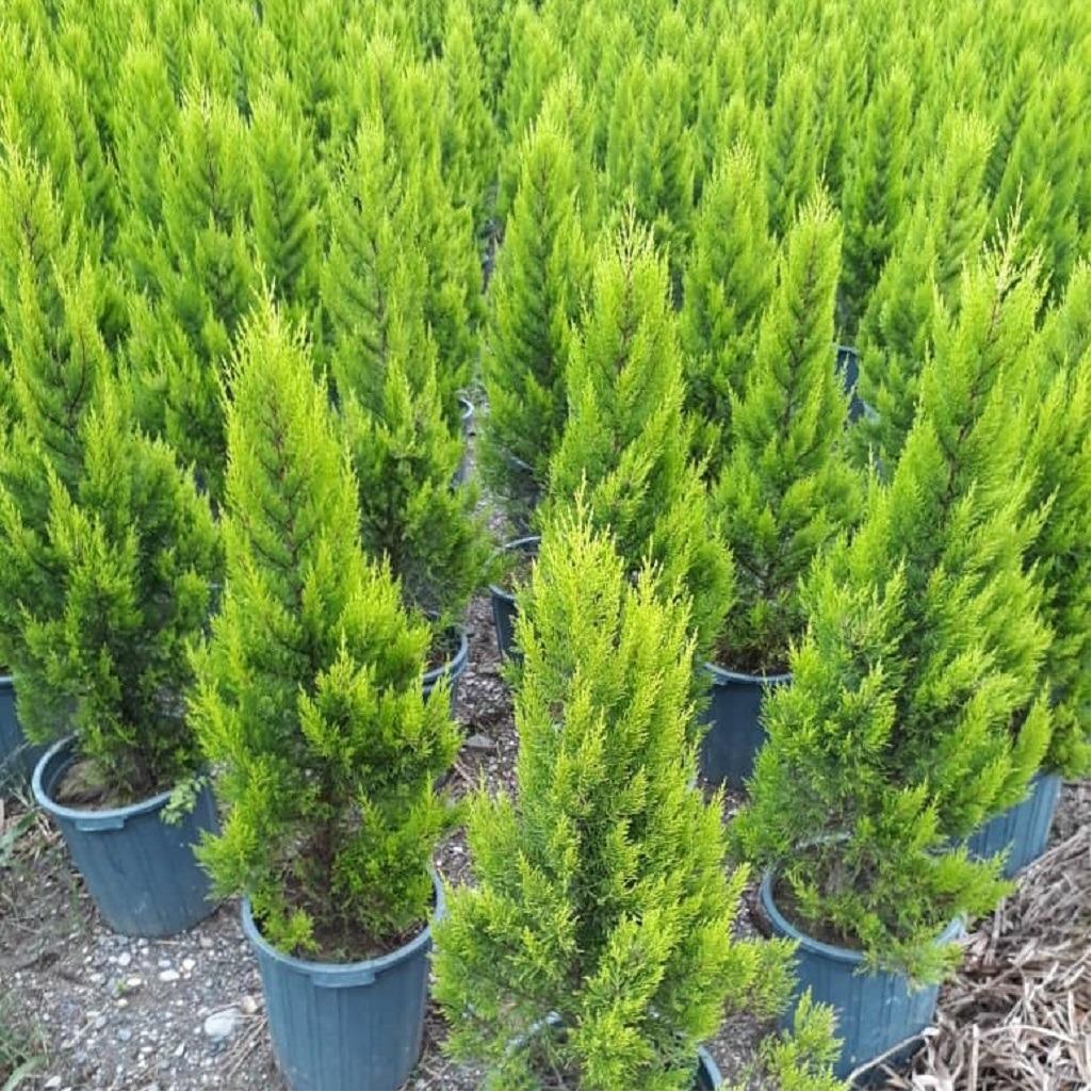 بذر سرو لاوسون بسته 100 عددی