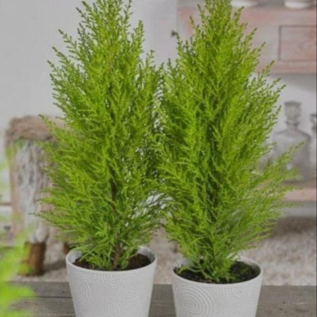 بذر سرو لاوسون بسته 5000 عددی