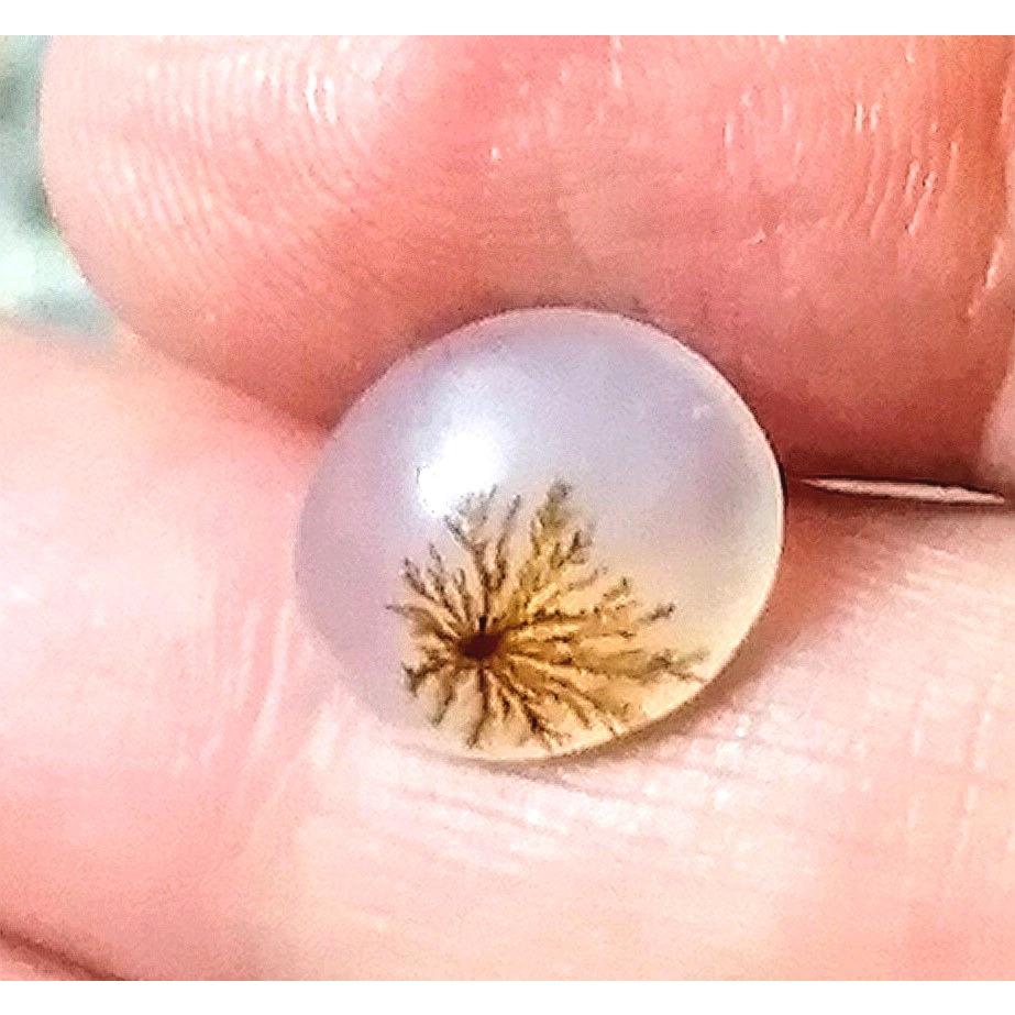 نگین شجر فوق العاده زیبا