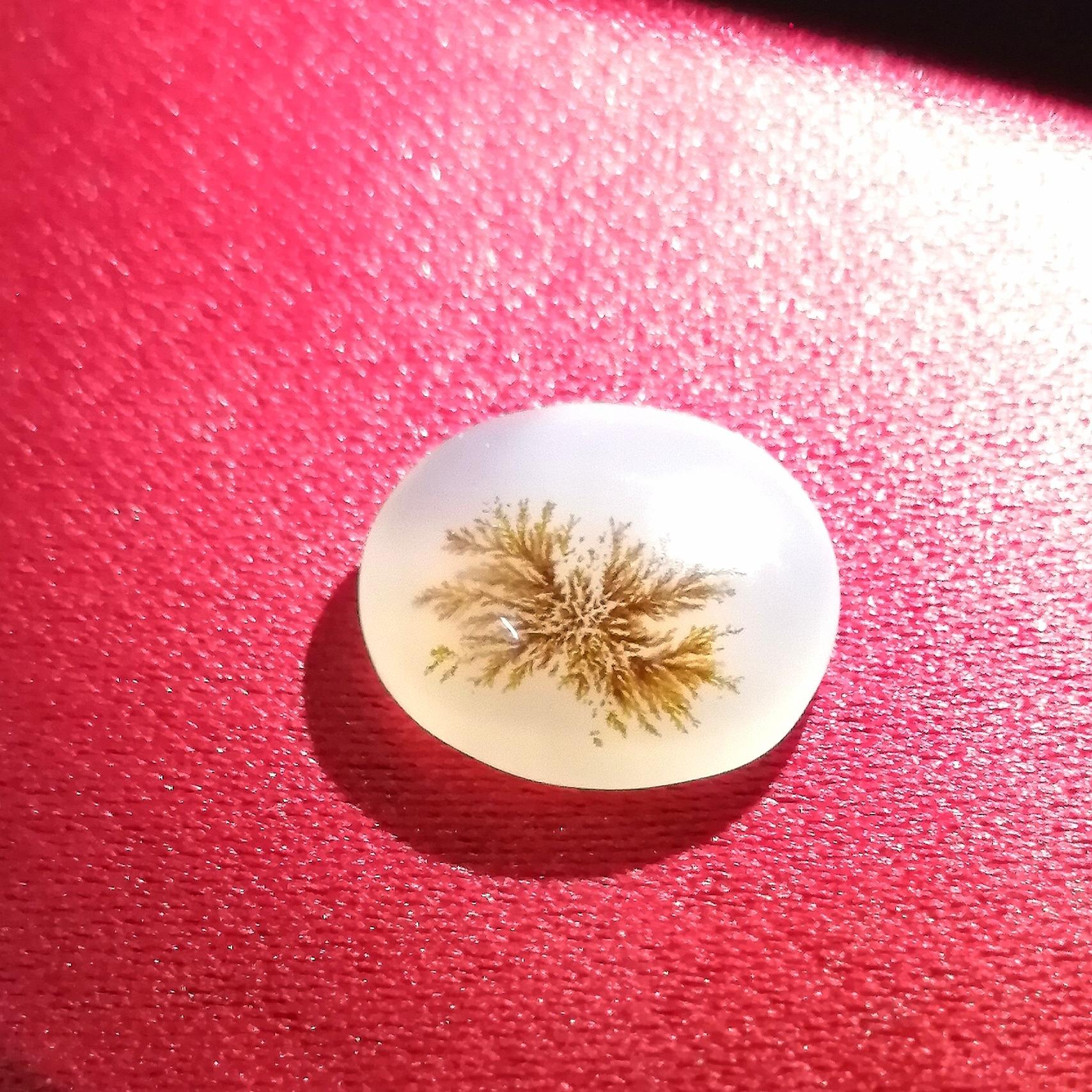 نگین شجر بسیار زیبا و خاص