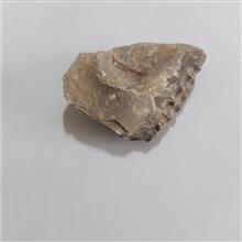 فسیل
