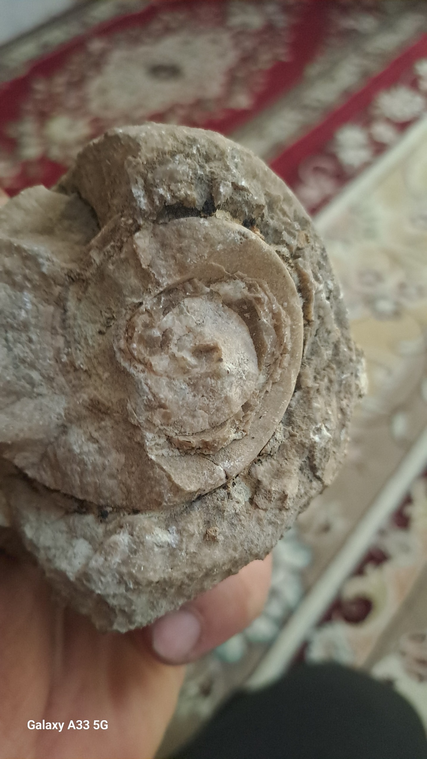 فسیل زیبا و قدیمی