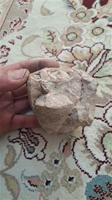 فسیل