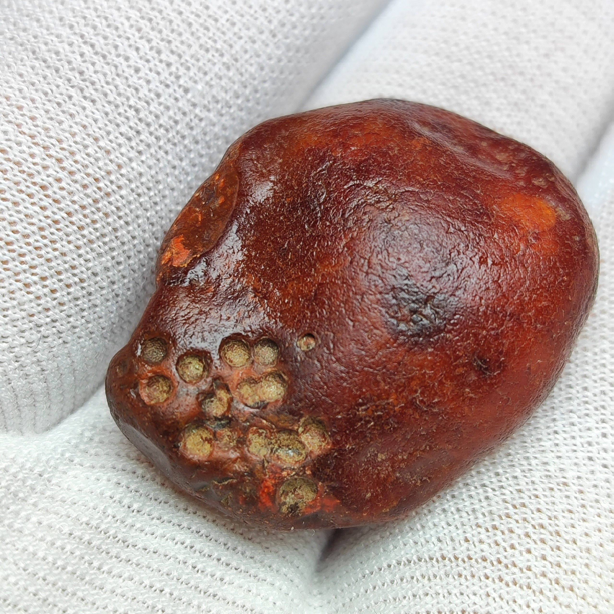 کلوخه راف سرخ لامه عین حمراء