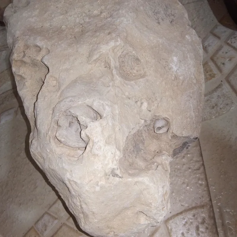 فسیل حلزون حدود50ملیون ساله