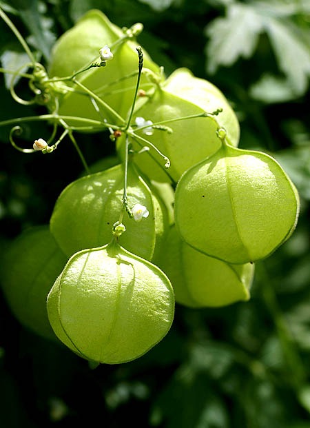 بذر گل بادکنکی