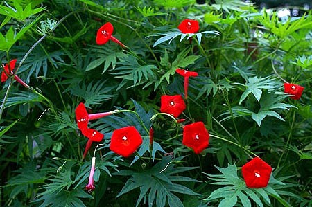 بذر پیچک کاردینال