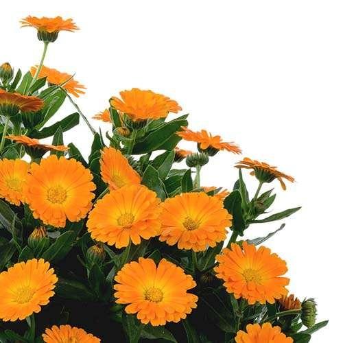 بذر گل همیشه بهار نارنجی 100 عددی