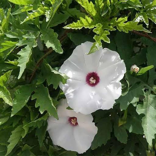 بذر گل پیچ رونده آلامو بسته 20 عددی