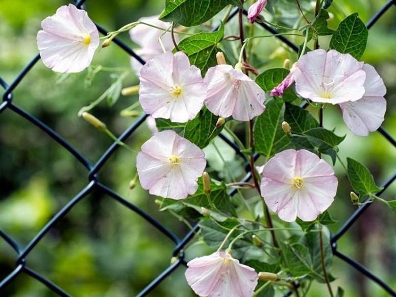 بذر گل نیلوفر پیچک صحرایی 100 عدد