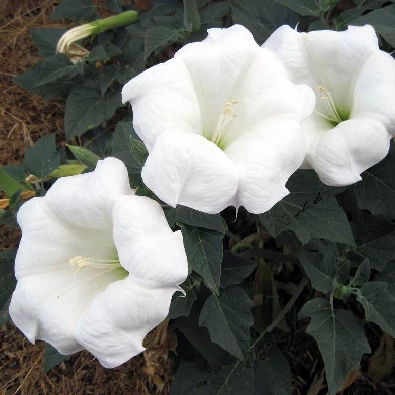 بذر گل تاتوره 200 عددی