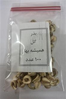 بذر