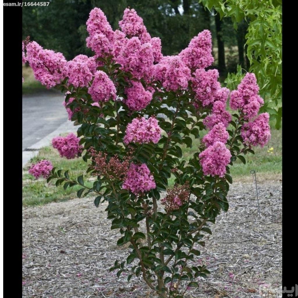 بذر درختچه توری صورتی بسته 50 عددی