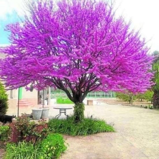 بذر درخت ارغوان 100 عددی
