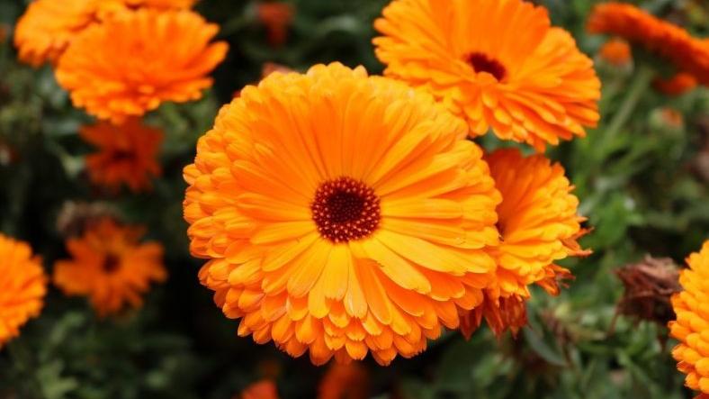 بذر گل همیشه بهار نارنجی 100 عددی