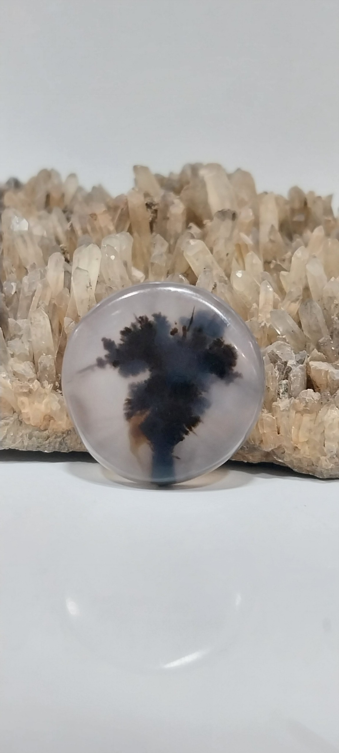 انگشتر شجر تک درخت بینظیر درخت واضح