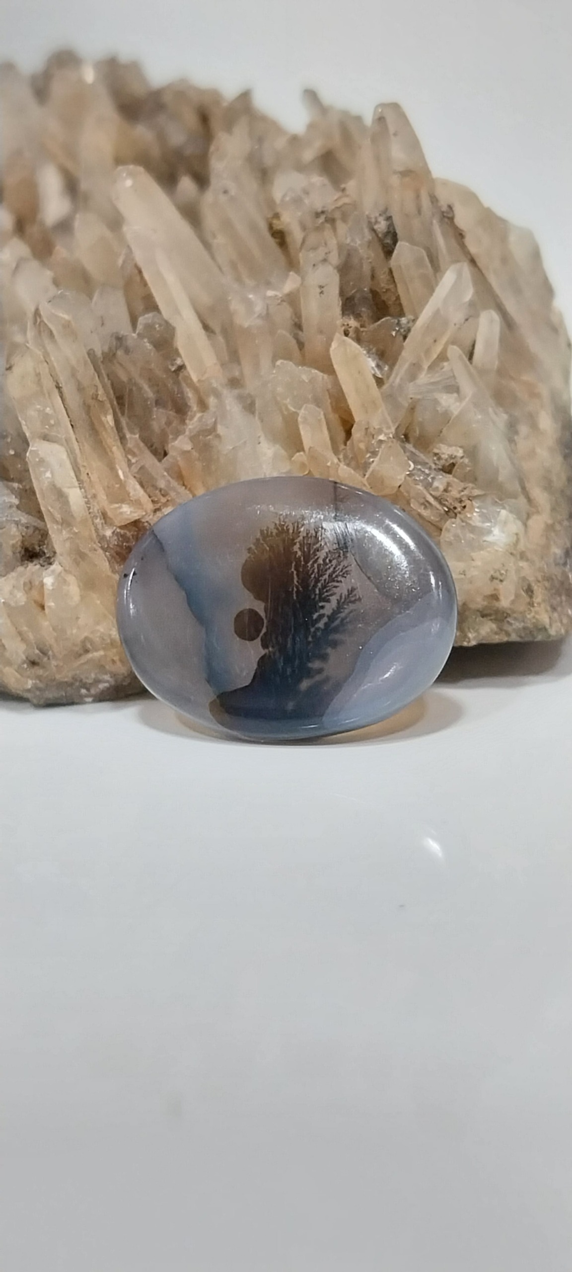 نگین شجر مصور نیمرخ و تک درخت قاعنات طبیعی