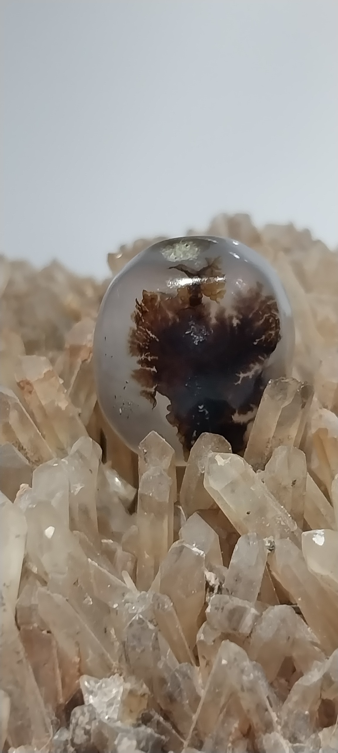 نگین زیبای شجر قاعنات طبیعی