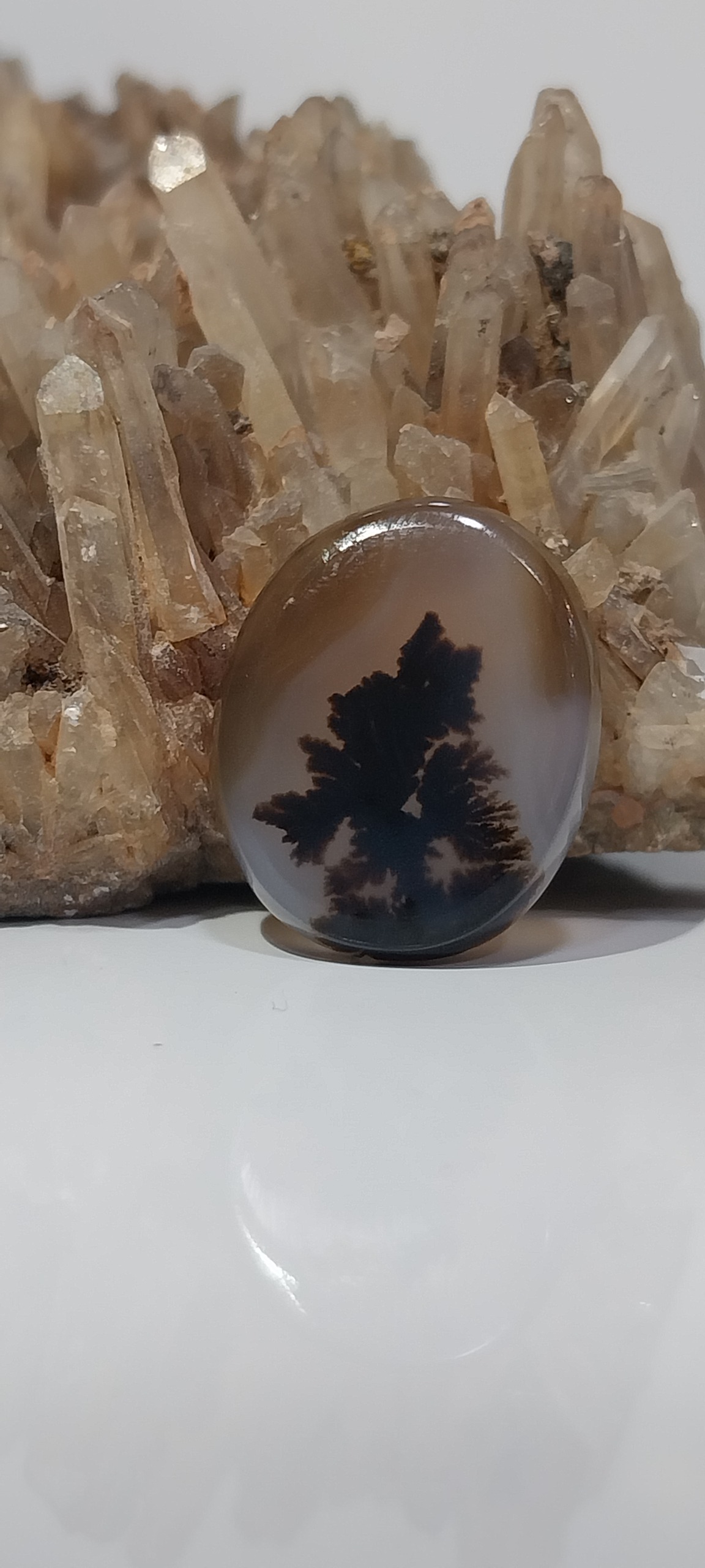 نگین تک درخت شجر زیبای قاعنات