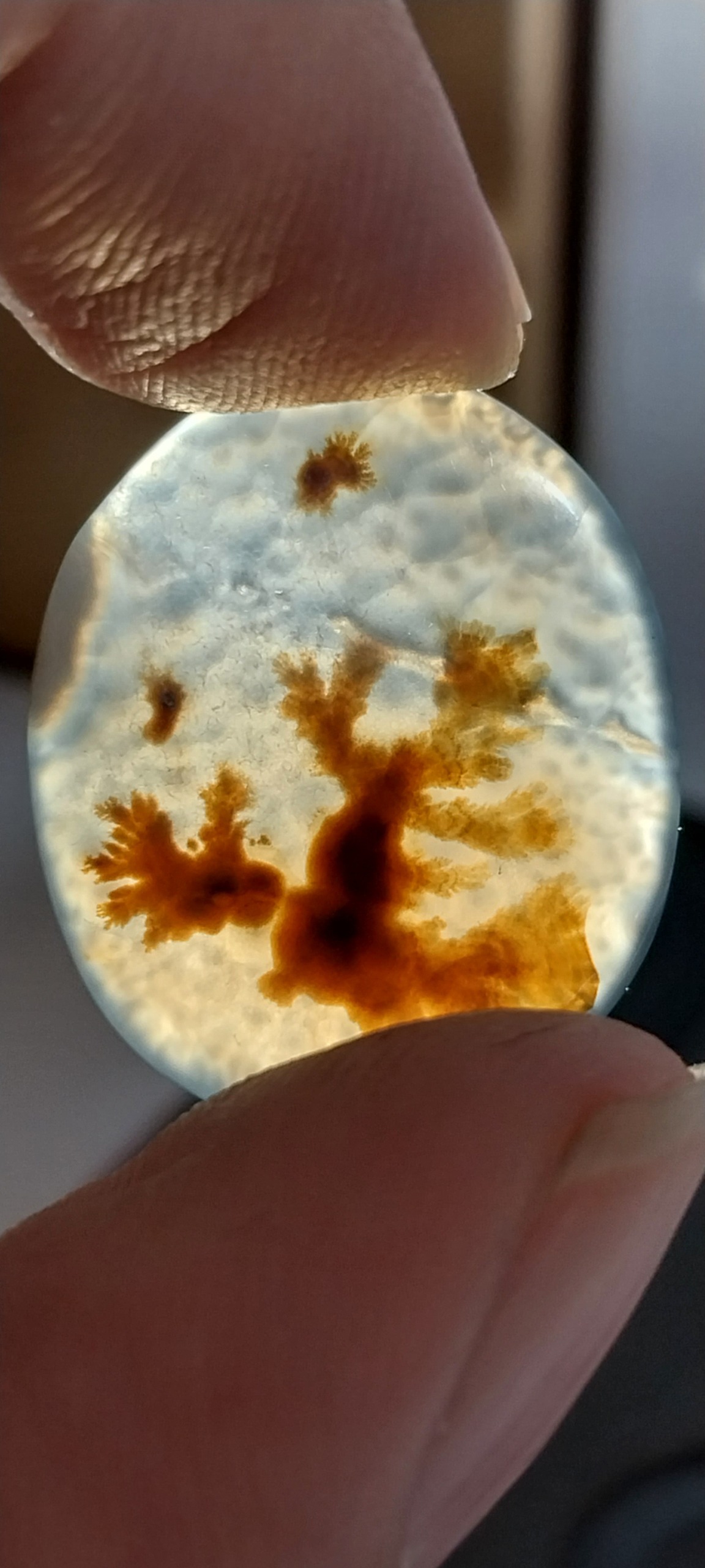 نگین درشت شجرسیاه قاعنات طبیعی