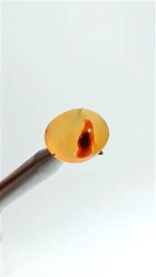 نگین