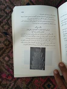 کازرون