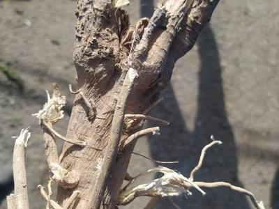 ریشه ختمی خشک فله یک کیلوگرم