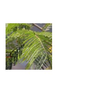 گیاه شب خسب (درخت ابریشم) خشک فله یک کیلوگرم