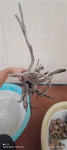 چوب