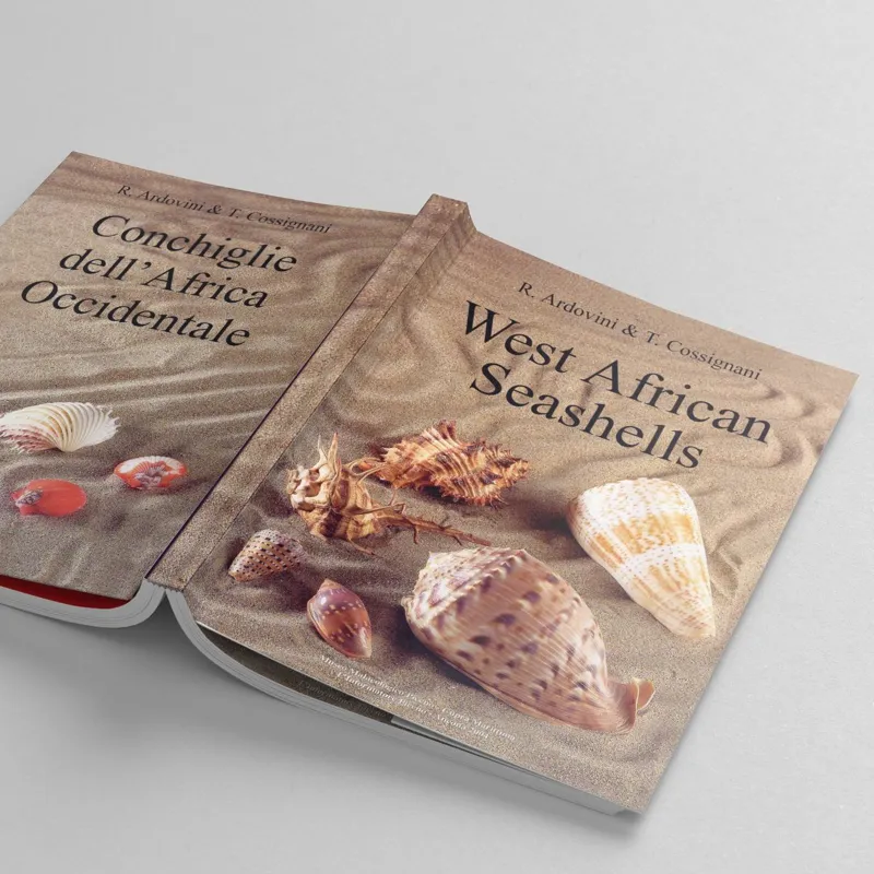 West African Seashells