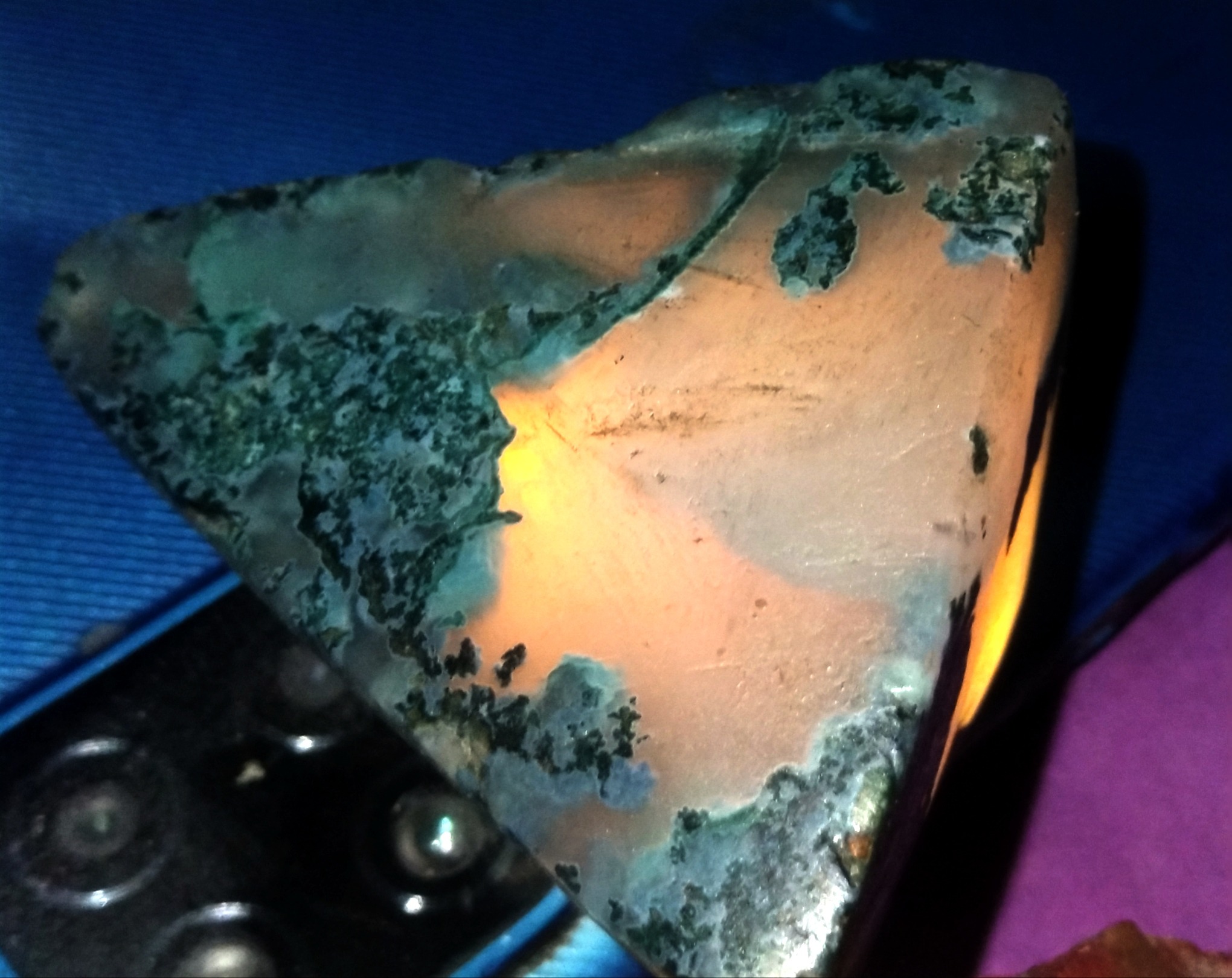 شجر خزه ای دریایی