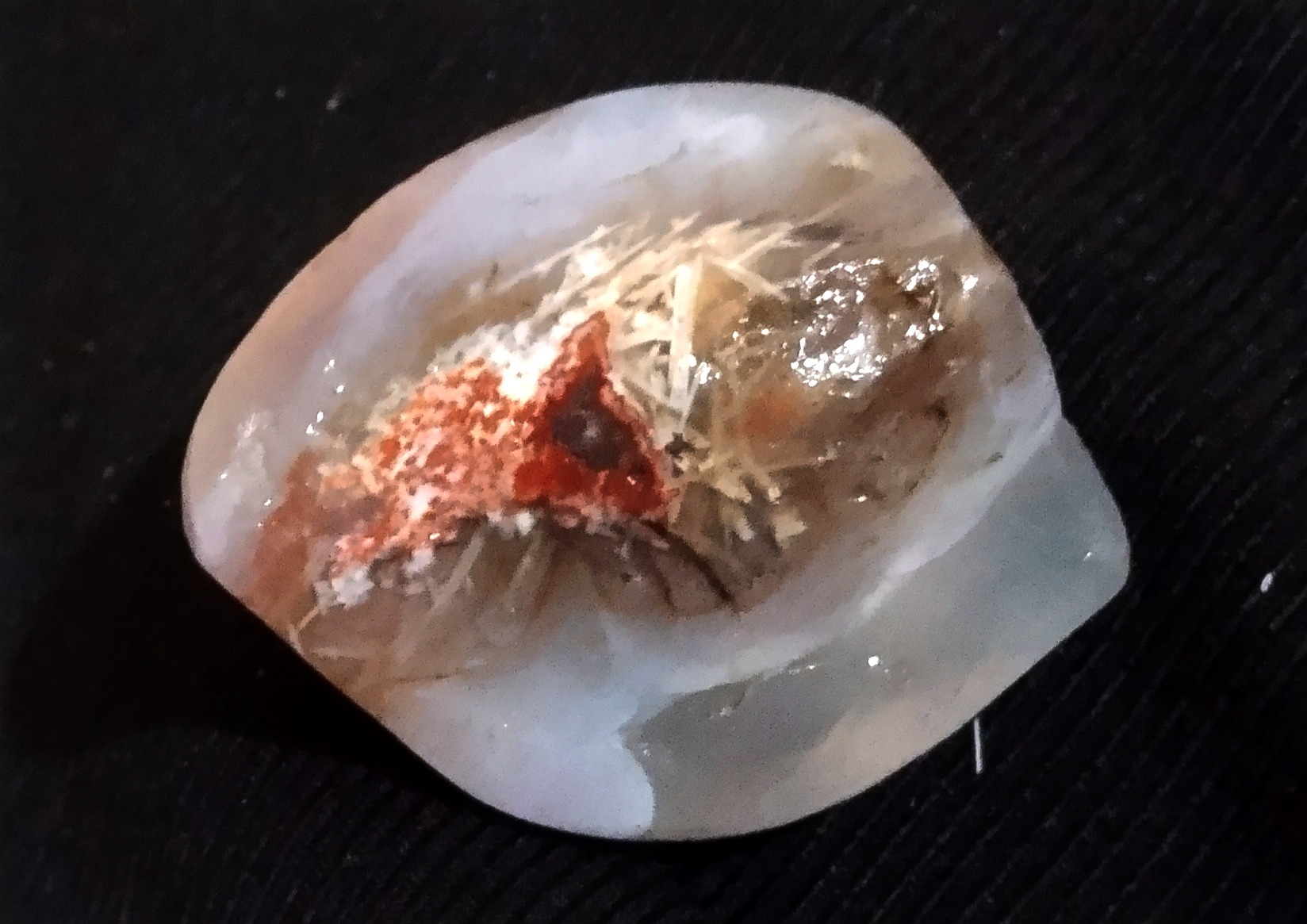 شجر مصور خیلی خاص