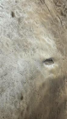 کفه