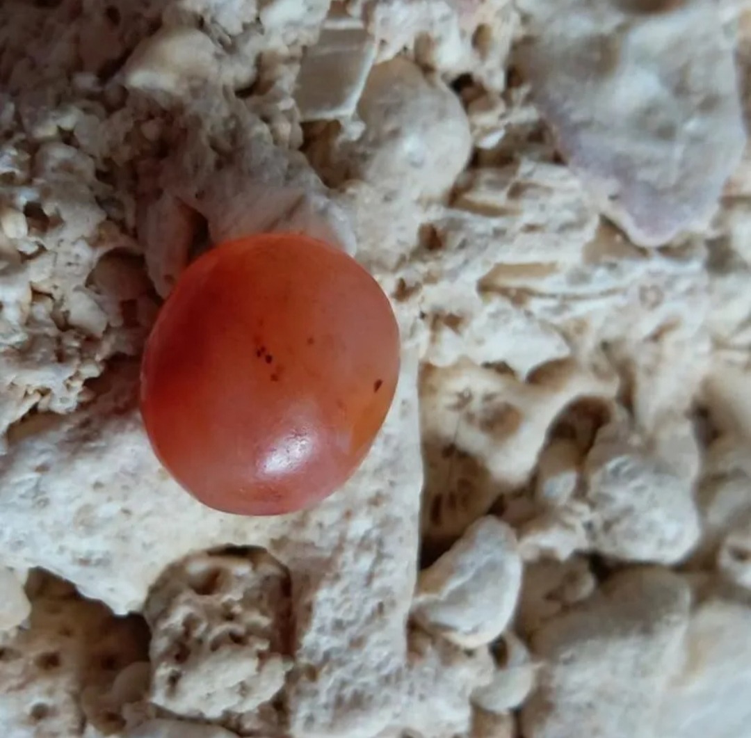 عقیق اصل نباتی قدیمی