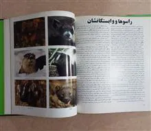 خرس
