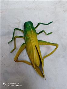 عروسک
