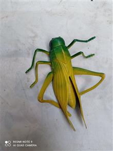 عروسک